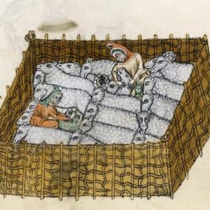 14. Pastor administrant un medicament a una ovella. 'Saltiri Luttrell'. Londres, British Library, ms. Add. 42130 (c. 1335-1340).