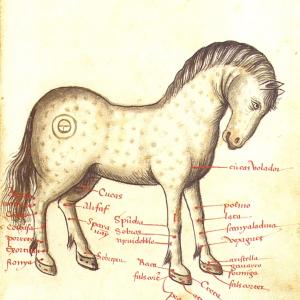4. Diseases of the horse’s legs. Manuel Díez, 'Llibre de la menescalia'. Barcelona, Biblioteca de Catalunya, MS 1661, f. 7r. (1502).
